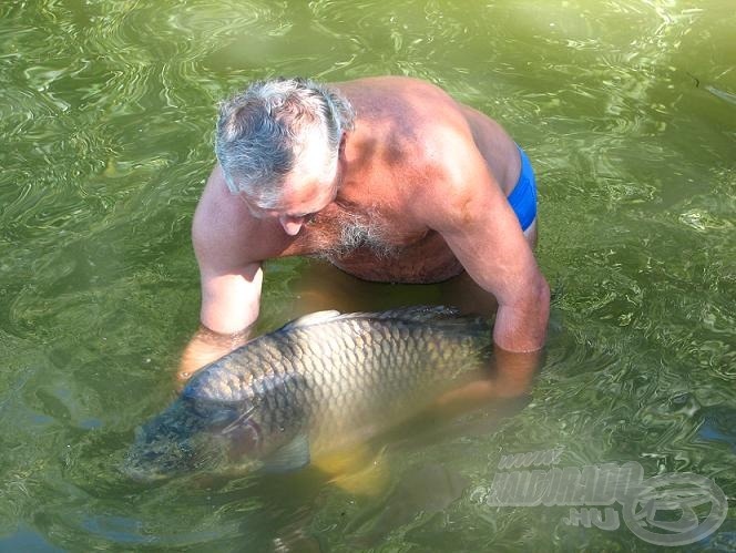 Ez a 20 kg-os ponty is még a Ráckevei (Soroksári)-Dunában úszkál