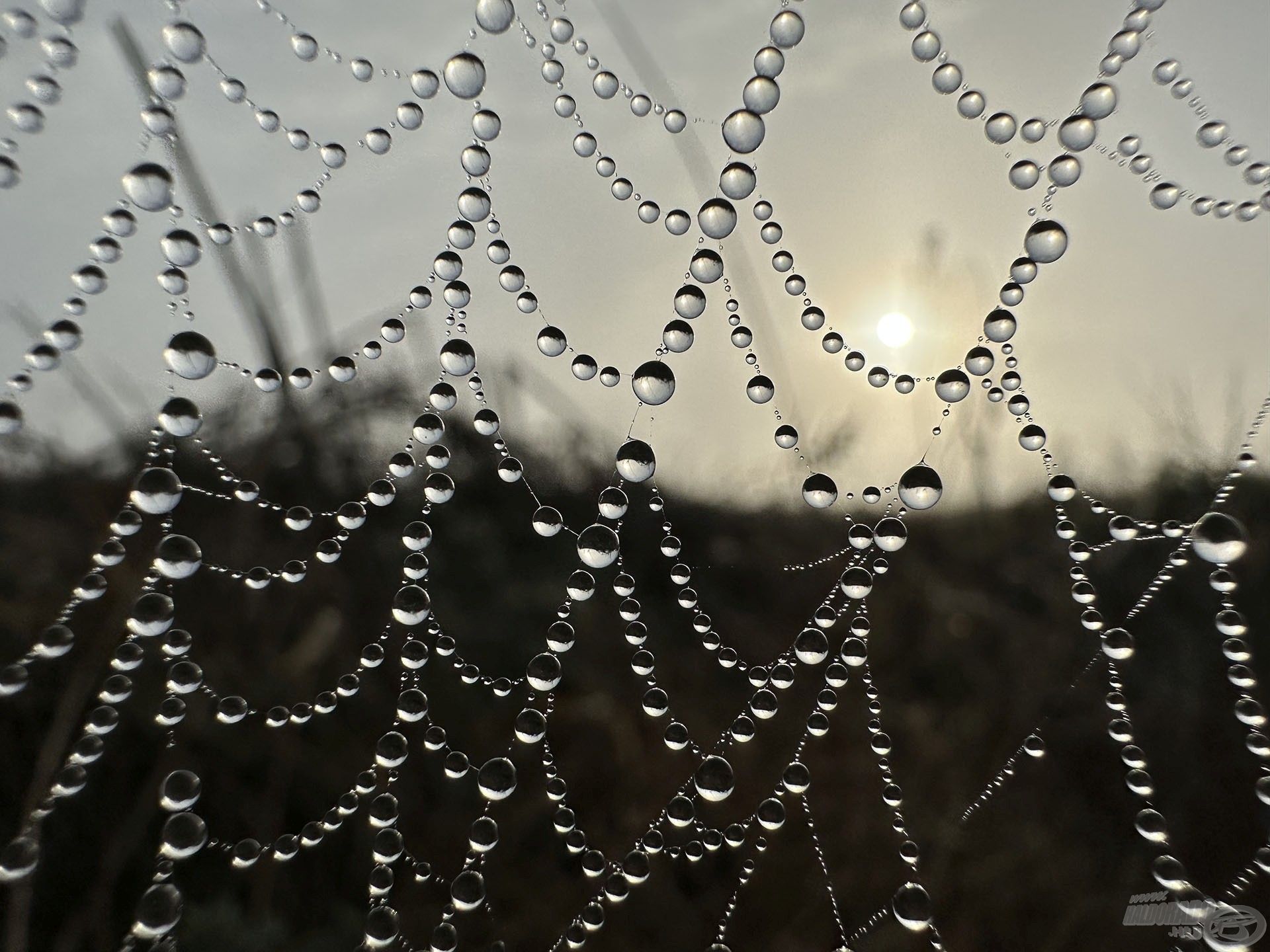 Ködös, párás reggel fogadott minket, ami gyöngyfüzérré varázsolta a pókhálót