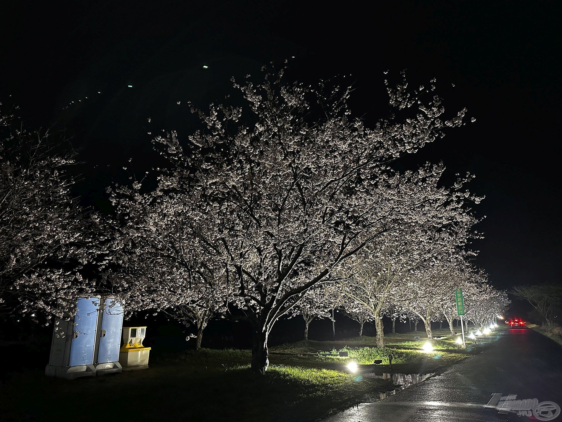 Ekkor virágzott a japán cseresznyefa, ami Japán egyik tavaszi nevezetessége 