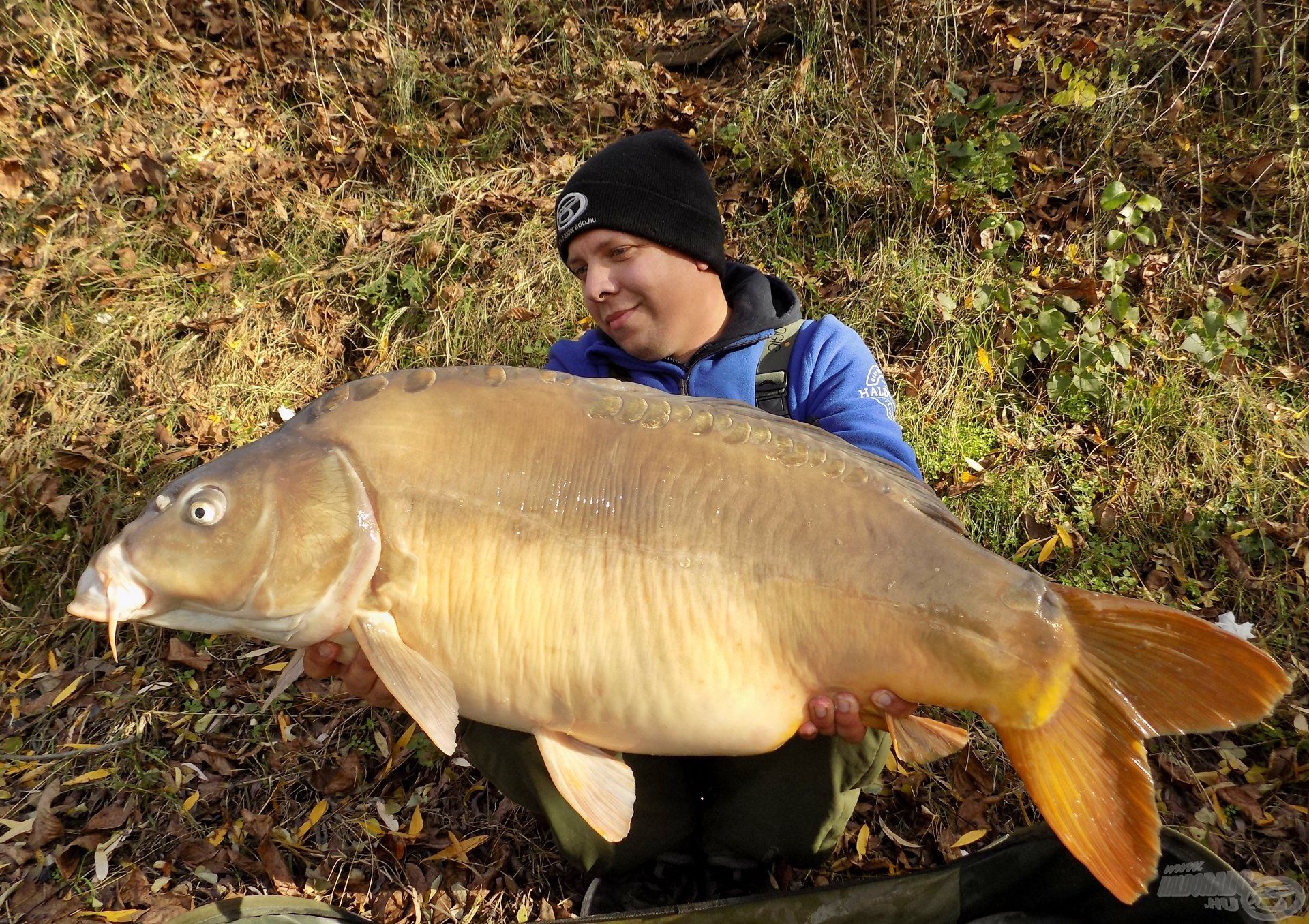 Túl a 15 kg-on! Csodálatos, felemelő érzés egy ekkora pontyot „kivarázsolni” a hideg vízből, és ha hiszünk a csalogatóanyagok és a technika fogósságában, akkor bizony nem lehetetlen! Hasonlóan szép eredményeket kívánok mindenkinek!