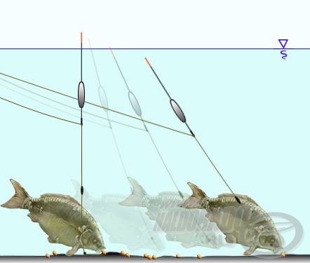 Az egy előrebillenéssel több táplálékot felvevő halak könnyen produkálnak merítős kapást feltolós úszón is