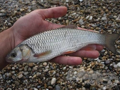 Az egyik legszebb hal a fejes domolykó, amit a Duna adhat