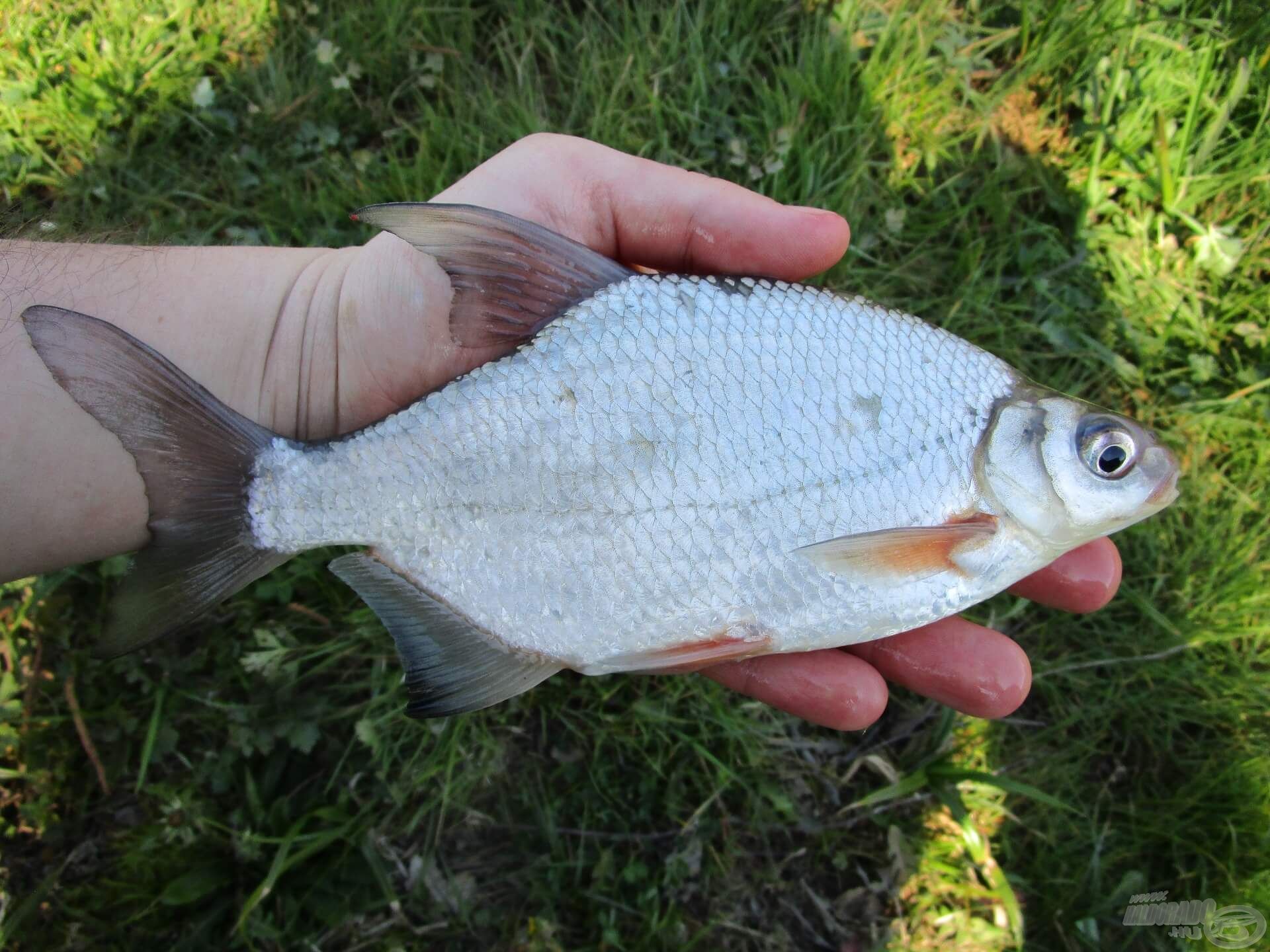 Ahogy telt az idő, a méret is növekedett