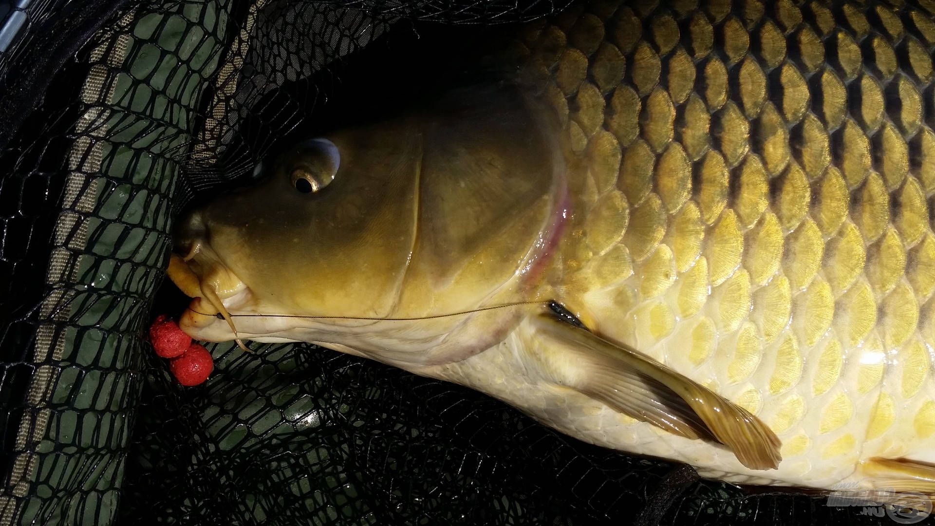 Az első ponty a dupla Big Fish bojlira