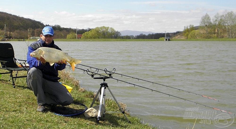 Szépen megdolgoztatta a közepes erősségű feederbotomat ez a kb. 4-5 kiló közötti pikkelyes, jó érzés volt fárasztani, és hosszú percekig eltartott, amíg a merítőt végül a hal alá tudtam tolni