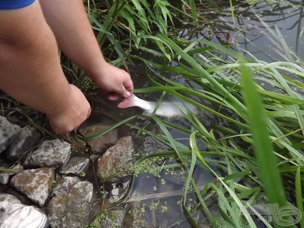 Sötétedés előtt a kisebb egyedek a jellemzőek