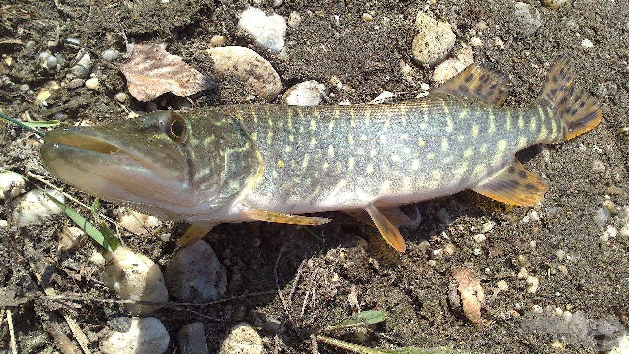 A nap első csukája is partra került