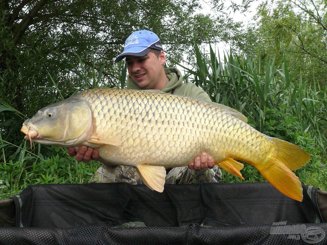 Egy újabb, immáron 10,5 kg-os, hosszabb testű, de ugyanúgy gyönyörű, „hóemberevő” ponty