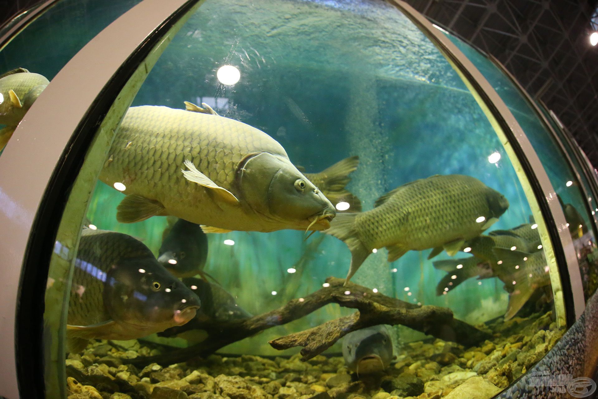Az akváriumban magyarországi pontyfajták seregszemléje – bemutatkozik a Balatoni Sudár ponty és a Nagyatádi tükrös
