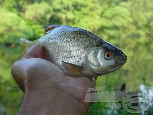 Az első jelentkező kukoricára kapott