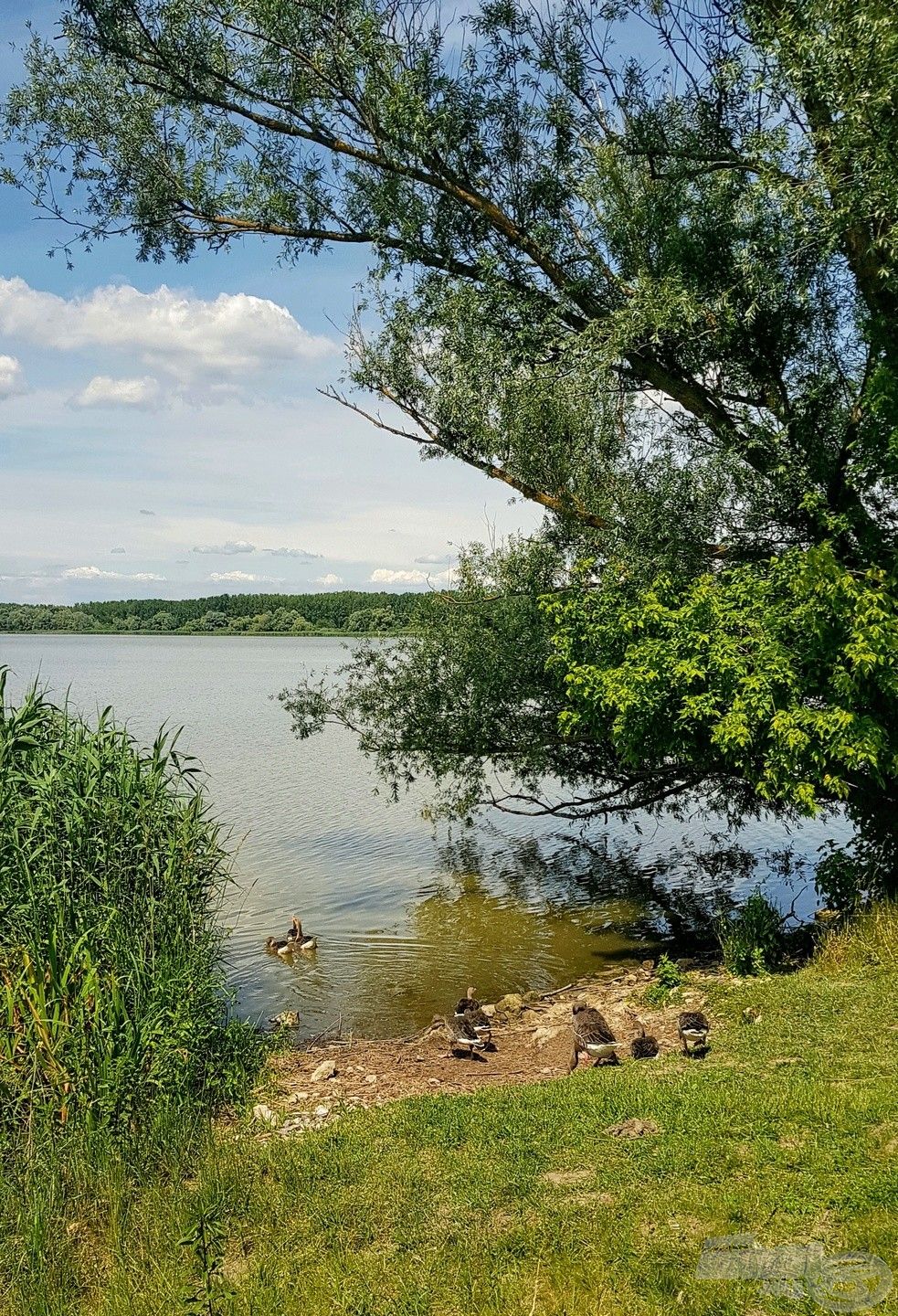 Állandó vendégeink voltak a vadludak, csodálatos a Kis-Balaton élővilága