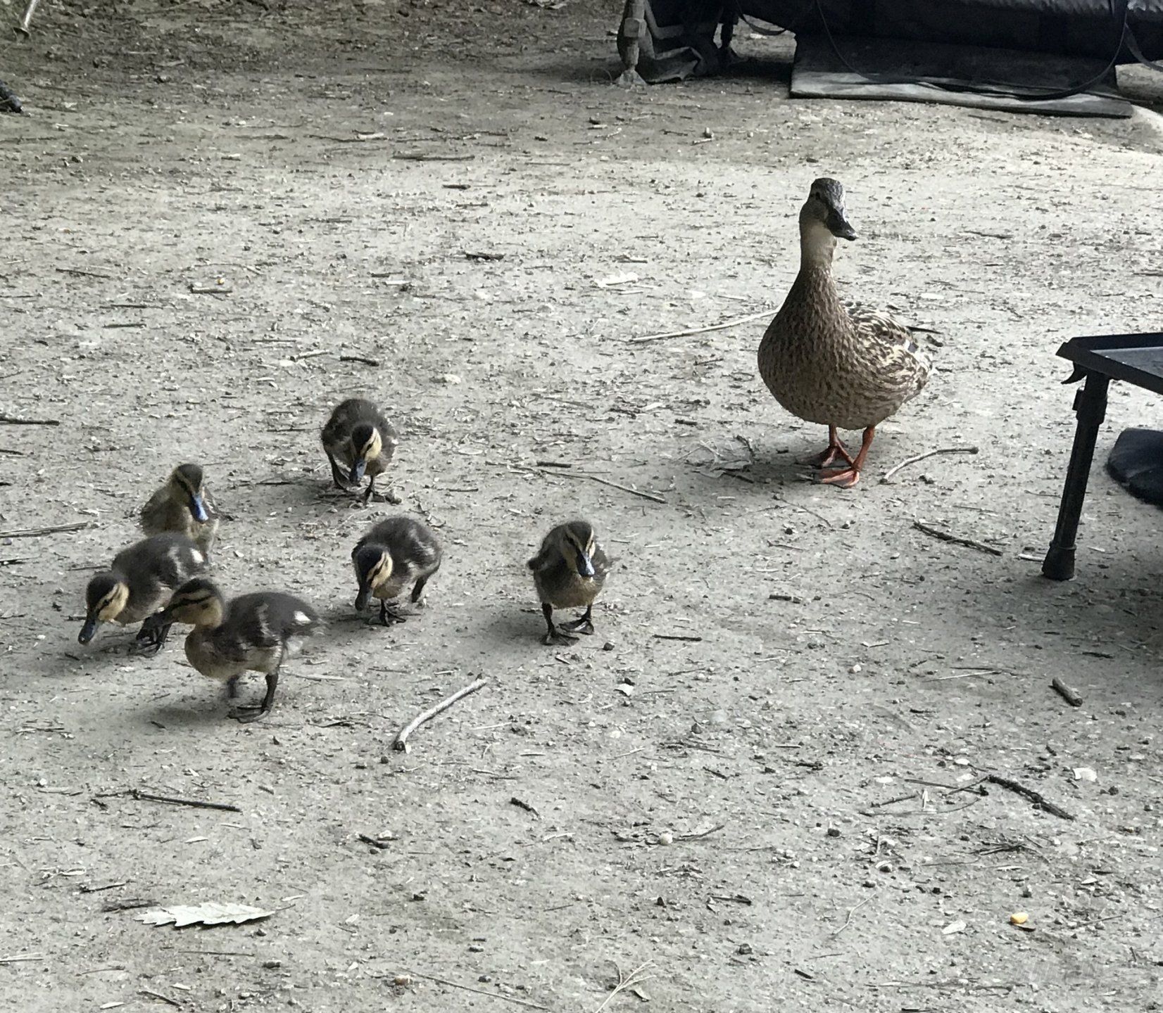 Kacsa mama is kihozta megmutatni az ifjoncokat