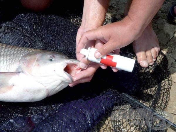 A visszaengedett halak lekezelésekor a sebfertőtlenítő használata elengedhetetlen.