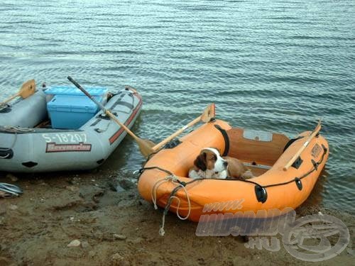 A német szomszédok kutyájának a törzshelye a csónak volt, még a behordásoknál is a gazdikkal tartott