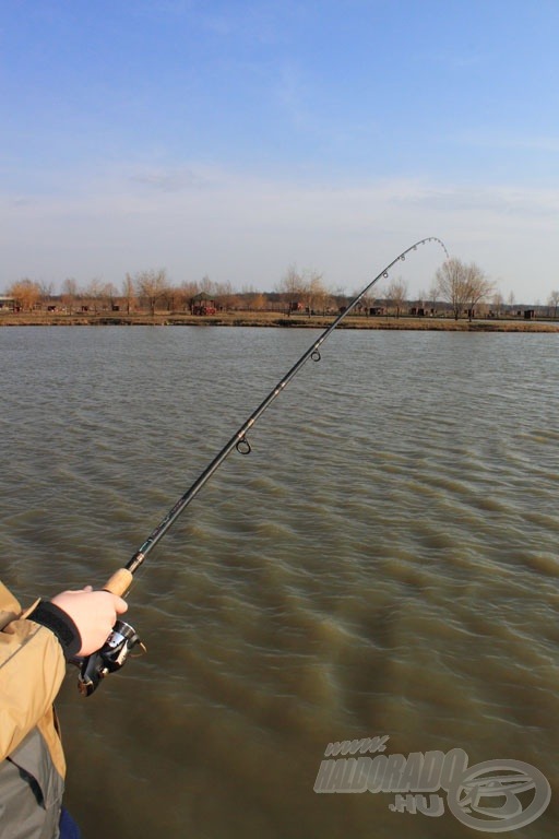 A Pellet Feeder kiváló, rugalmas bot, a halnak nem sok esélye volt