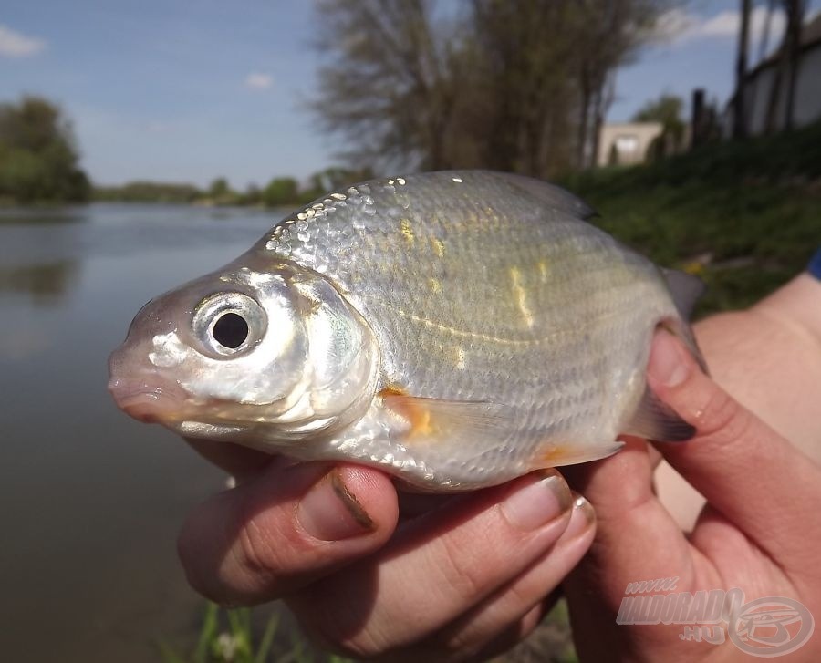 Elsőként a kisebb karikakeszegek jelentkeztek…