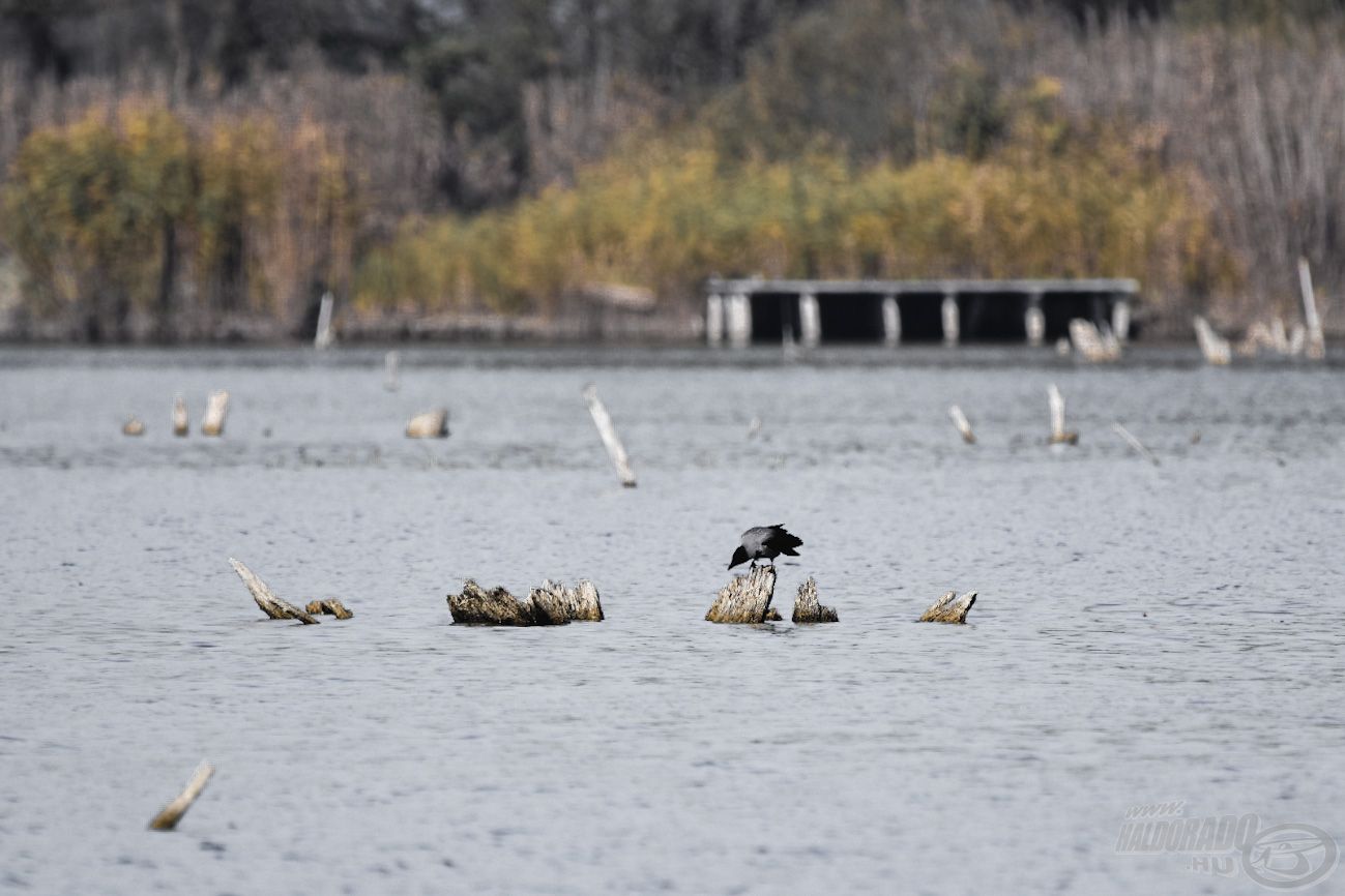 Amerre a szem ellát, mindenhol fák, bokrok…