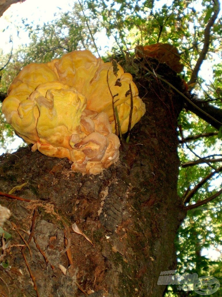 A gomba szemszögéből