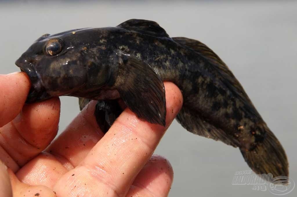 Szemtől szemben a verseny főszereplőjével