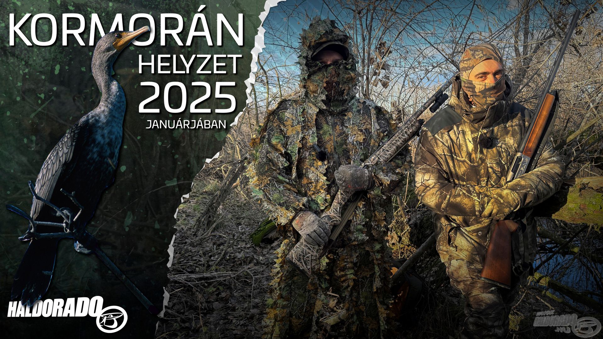 Kormorán helyzet 2025 januárjában