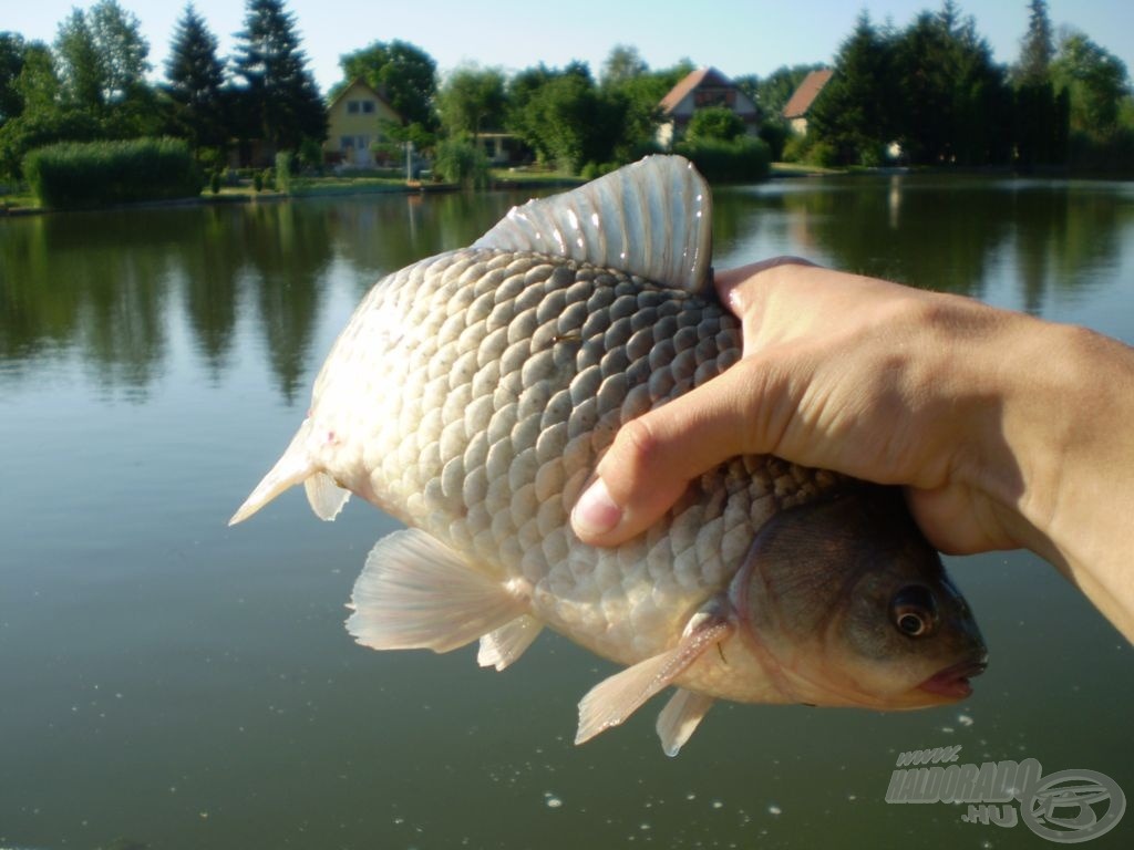 Hát nem gyönyörű? Háttérben a kertvárosi idill