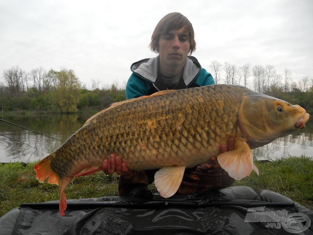 Koi ponty 10,37 kg