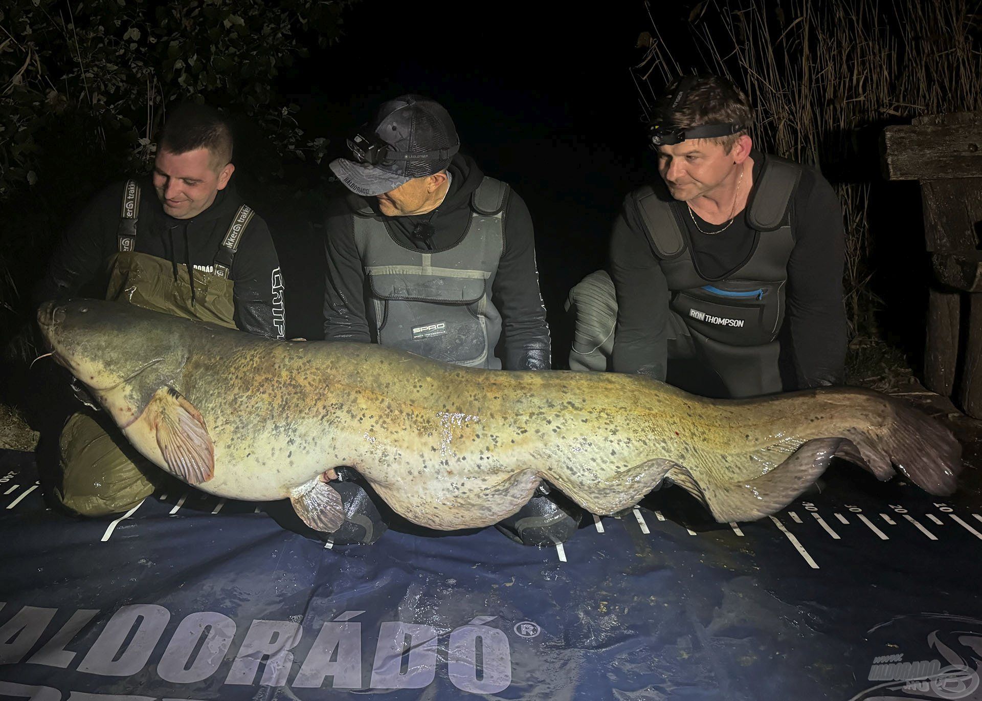 1. BUMM 200+ cm – csapatunk első 2 méter feletti harcsája, amely Tomi új egyéni rekordja is egyben. 220 cm a hossza, a súlyát pedig tippeljétek meg!