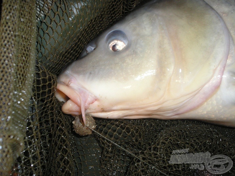 A második horgászatom első (7,10 kg-os) hala a 25 mm-es bolharákos oldódóra érkezett. A horog szinte elveszik a feltűnően vaskos szájban