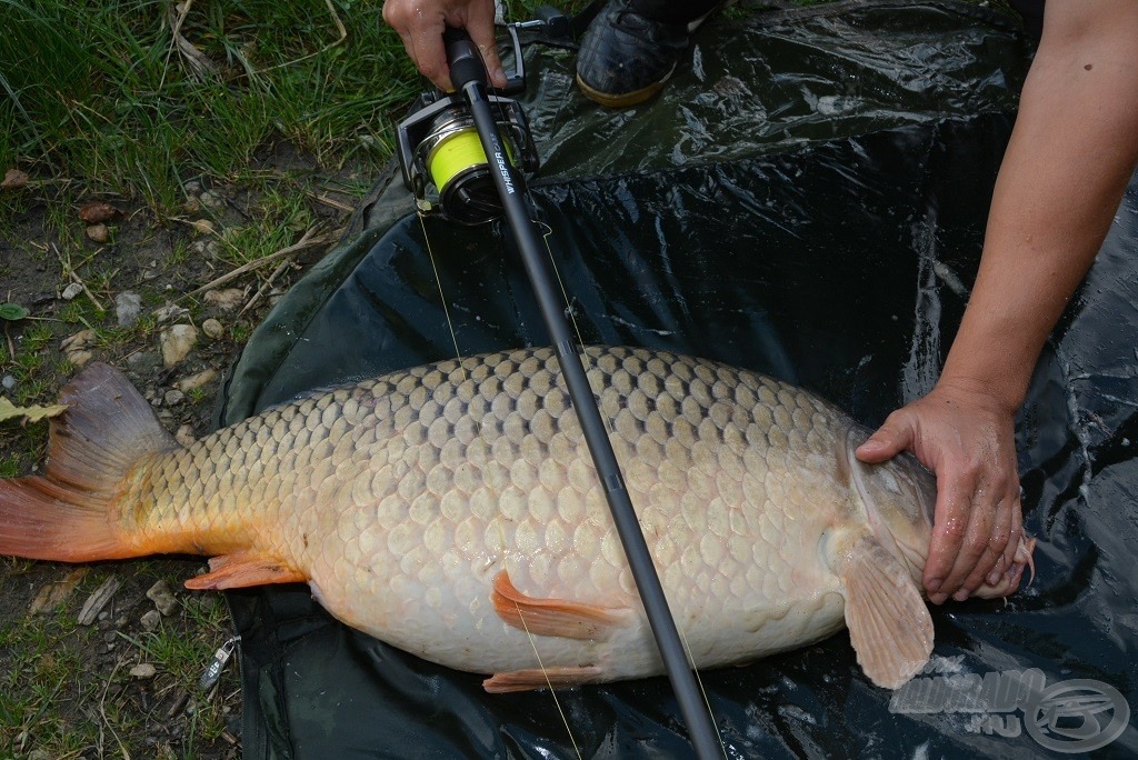 A botteszt legnagyobb hala, 15,5 kg