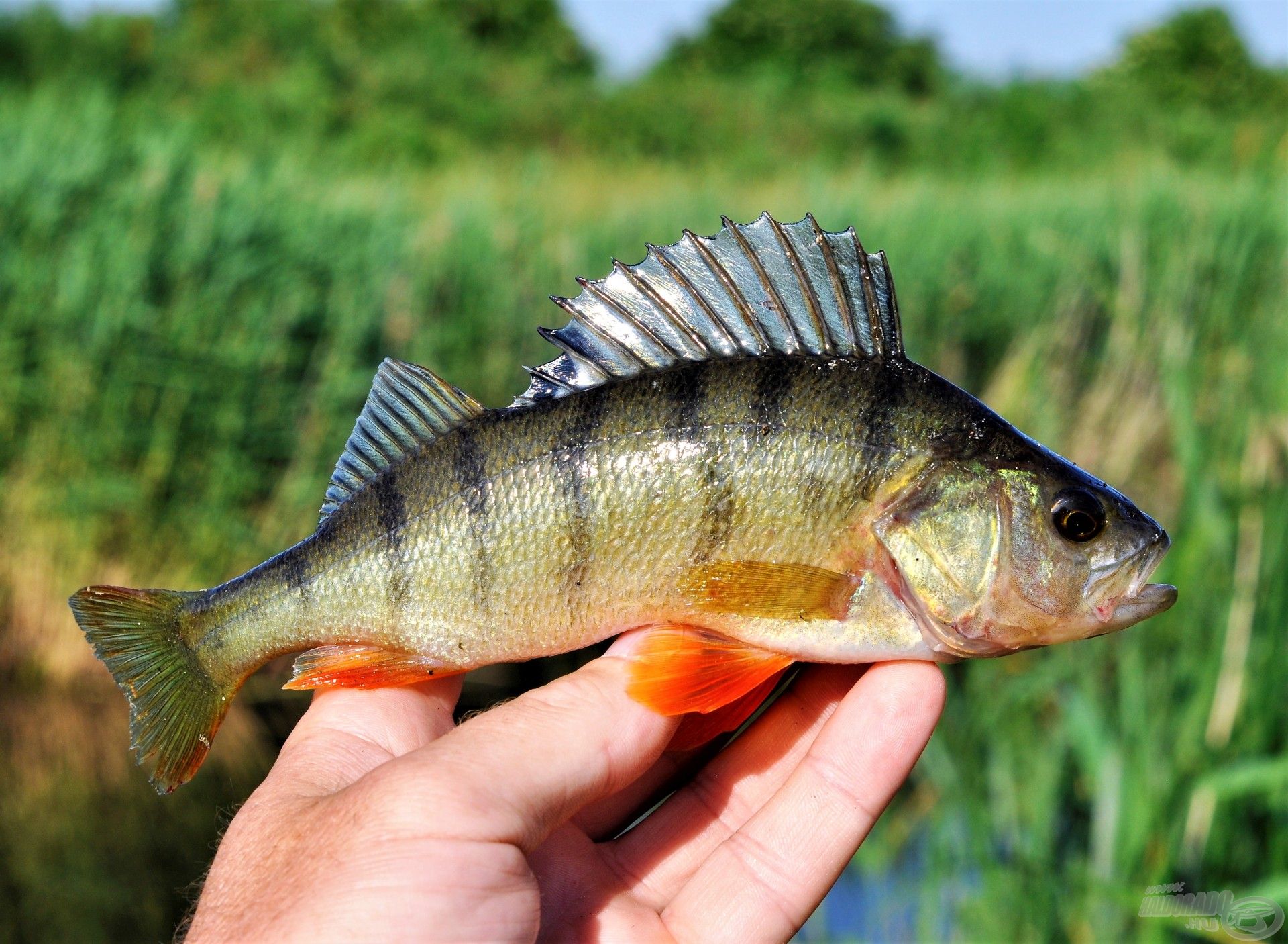 Első halam az Edge Spinnel, bár nem sügéres pálca, annyi szent. Arra ott van a még mindig beszerezhető Perch Blade. Ahogy a leírásban is majd olvashatjátok, az Edge egy határozott, nagyon gyors, nagyon feszes bot