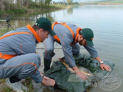 A 11,15 kg-os ponty visszakerül a tóba