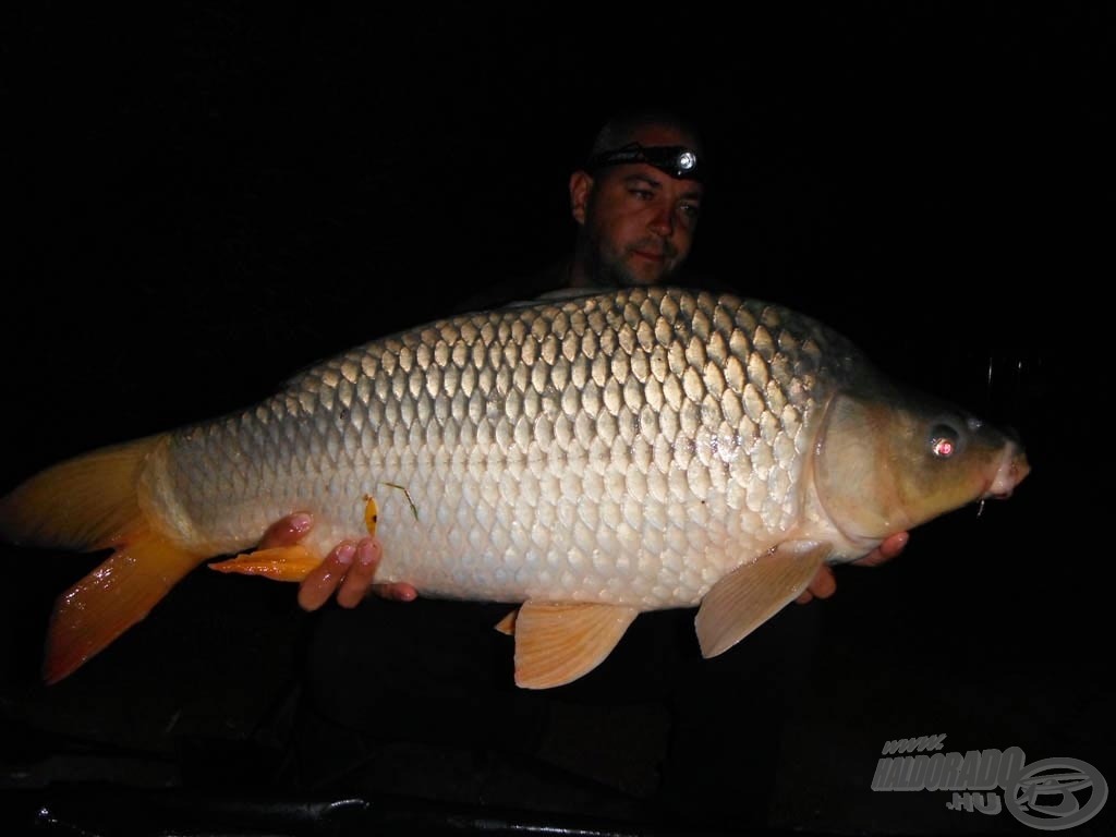 11 kg-os pikkelyesek - mindegyik „hóember” elrendezésben kínált csalira