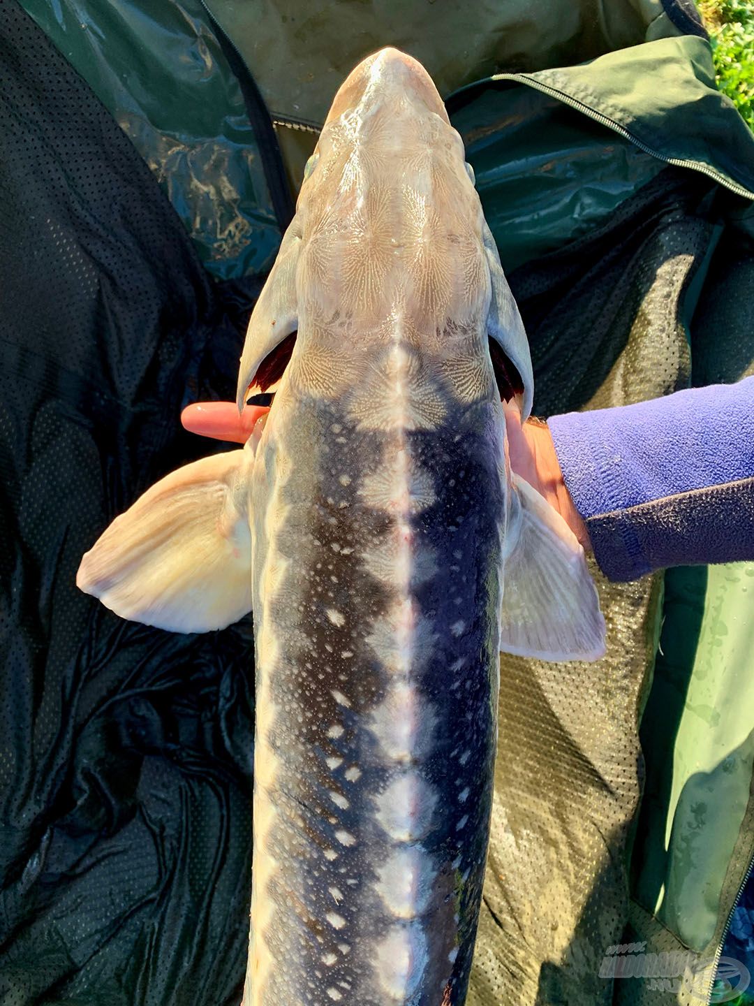 Pontybölcső mindenképp szükséges télen is a nagy halak horgászatához…