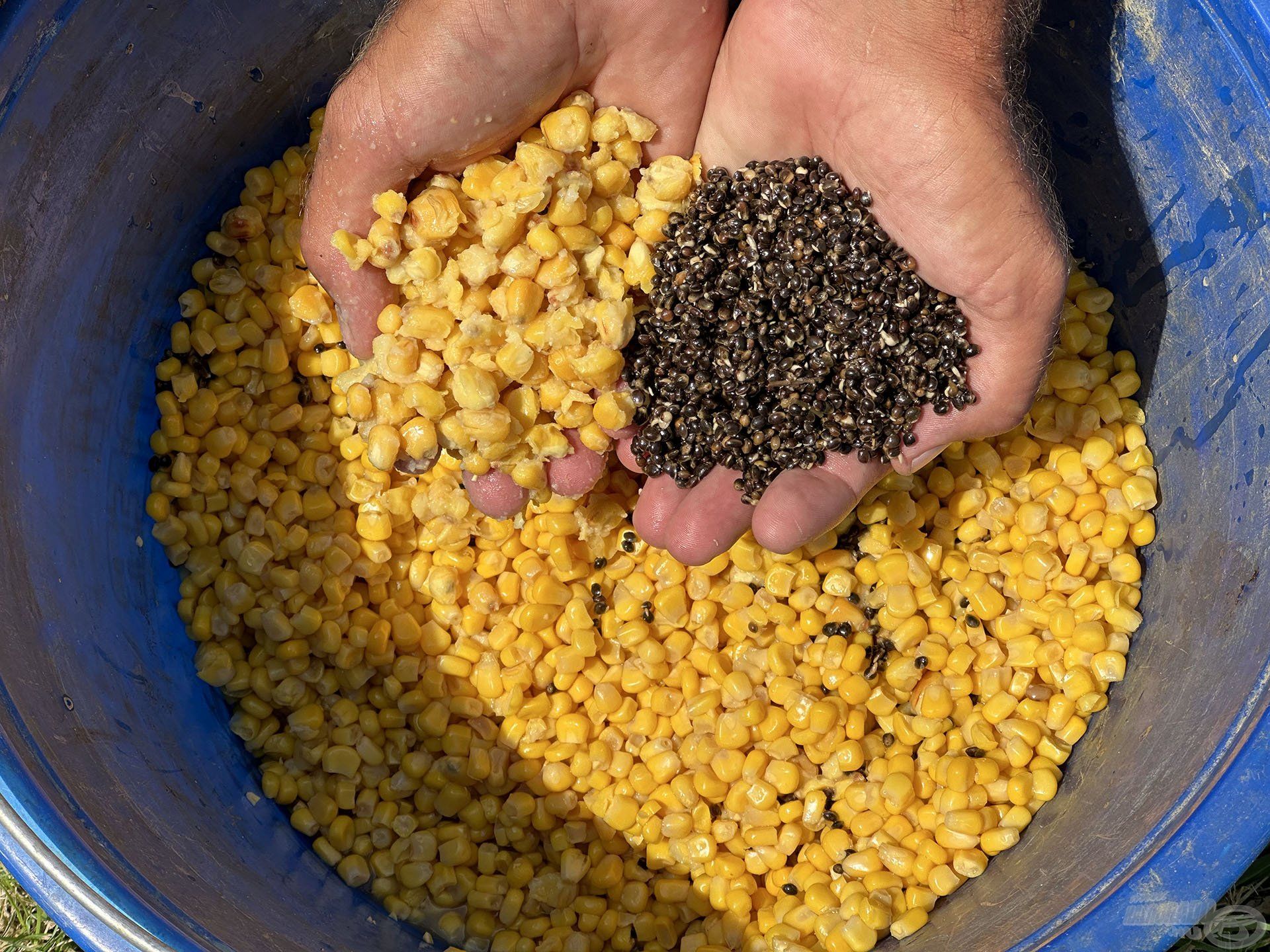 A csemegekukoricához érdemes tenni némi főtt keménykukoricát és főtt kendert is