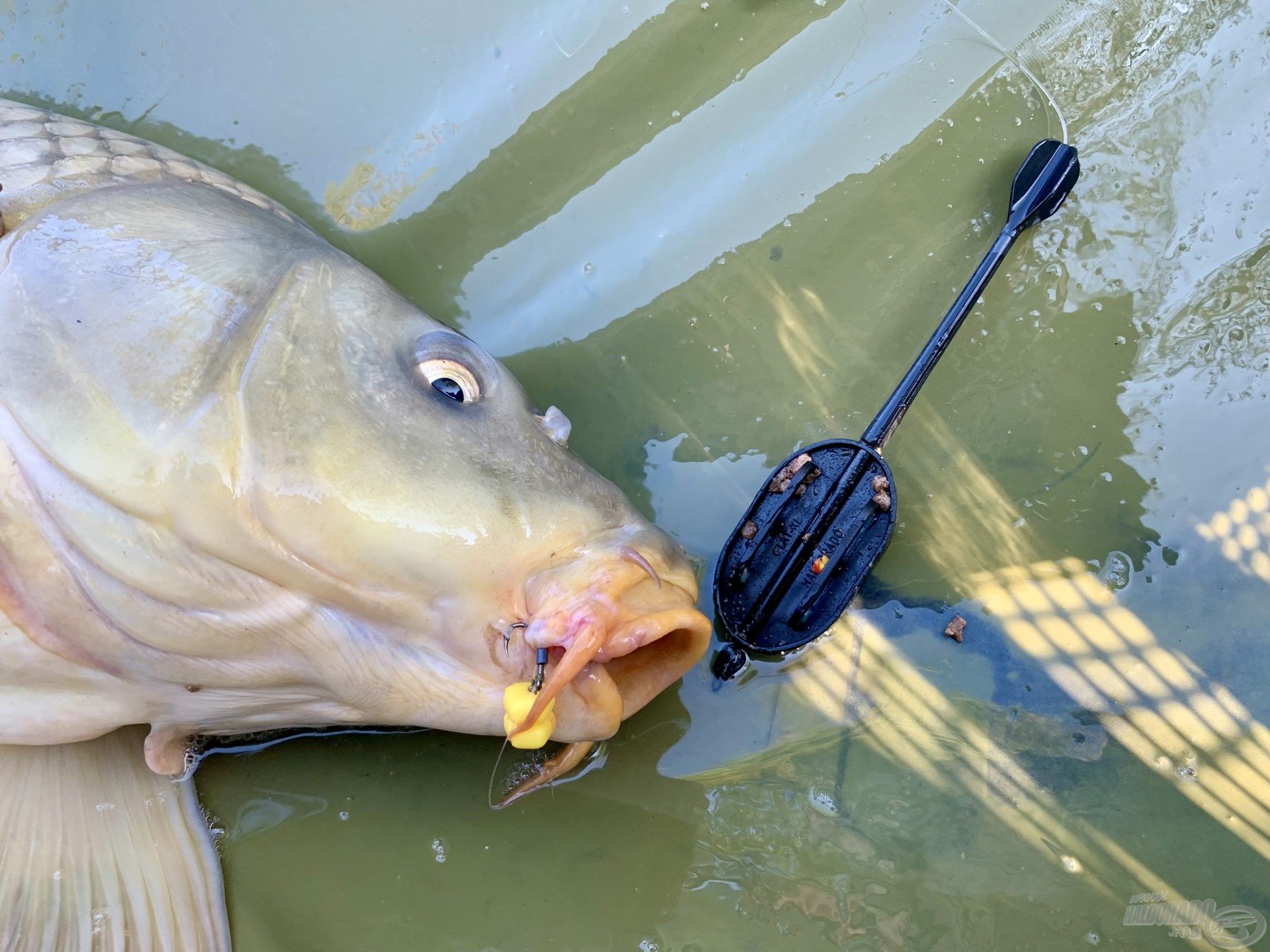 A leegyszerűsített method-feeder módszer tökéletes működése…