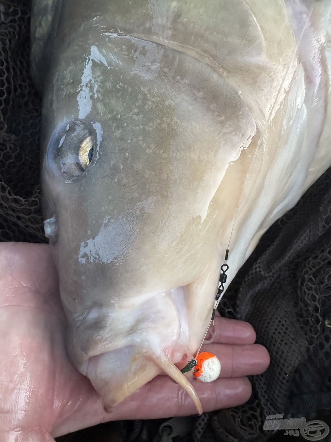 Az egyik legfogósabb csalink a HALDORÁDÓ MONSTER Pop Up Big Carp - Hot Mangó 13 mm-es változata volt