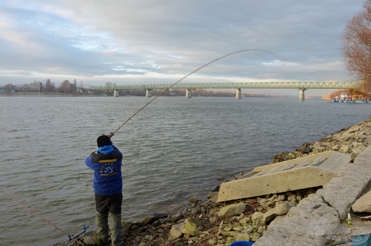 Budapesten belül számtalan jó horgászhely található, szinte érthetetlen, miért van ennyire elhanyagolva a „városi horgászat”