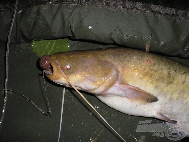 Harcsakölyök Fish Steak-re