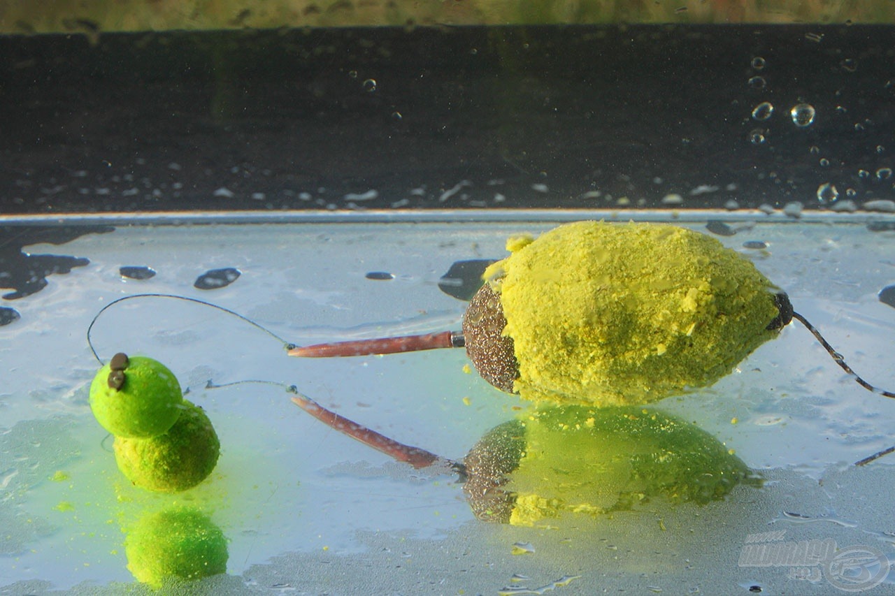 A Green Pepper paszta és a csalizó bojli oldódását akváriumi körülmények között is folyamatosan ellenőriztük