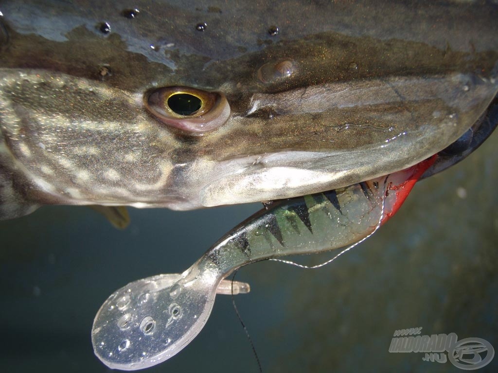 Nagyító alatt - a Nevis Vantage Twister Shad