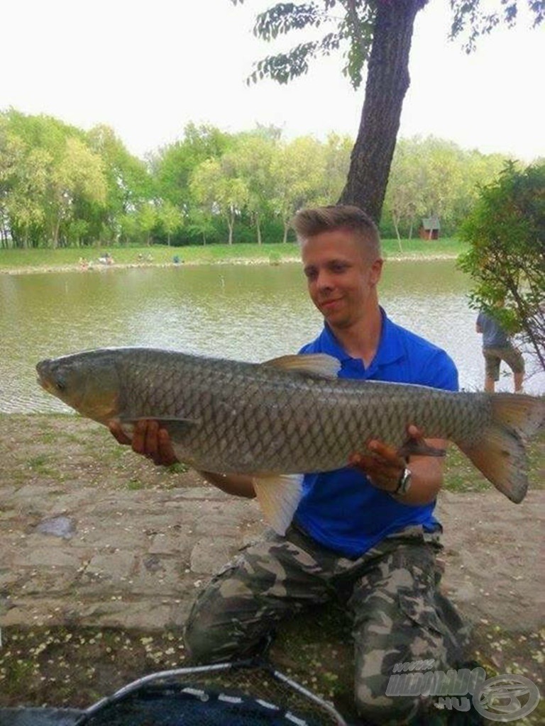 Az első nagyobb siker a „hazai pályán”. Legtöbbet Mezőhegyesen, a Fekete-tavon horgászom az év folyamán, itt sikerült megfogni ezt a 8 kg feletti amurt…