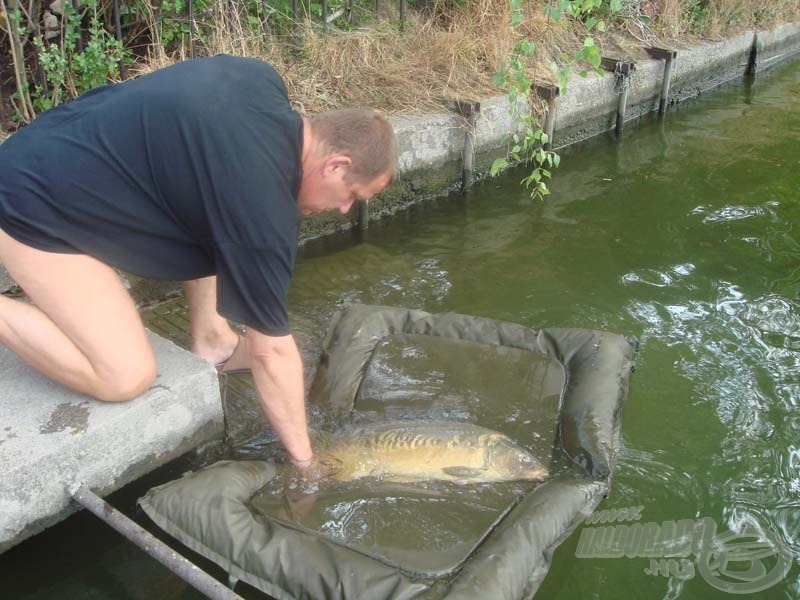 A túra legkisebb, 7,8 kg-os pontya is ott úszkál még a Duna-ágban…