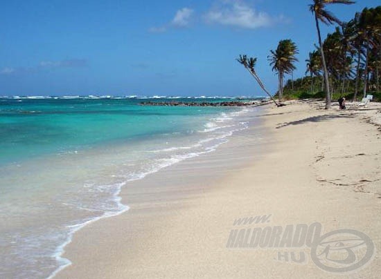 Ez itt Nevis. Tenger, homok, pálmafák, meg ami csak kell (forrás: www.nevis-fyi.com/Blog/)