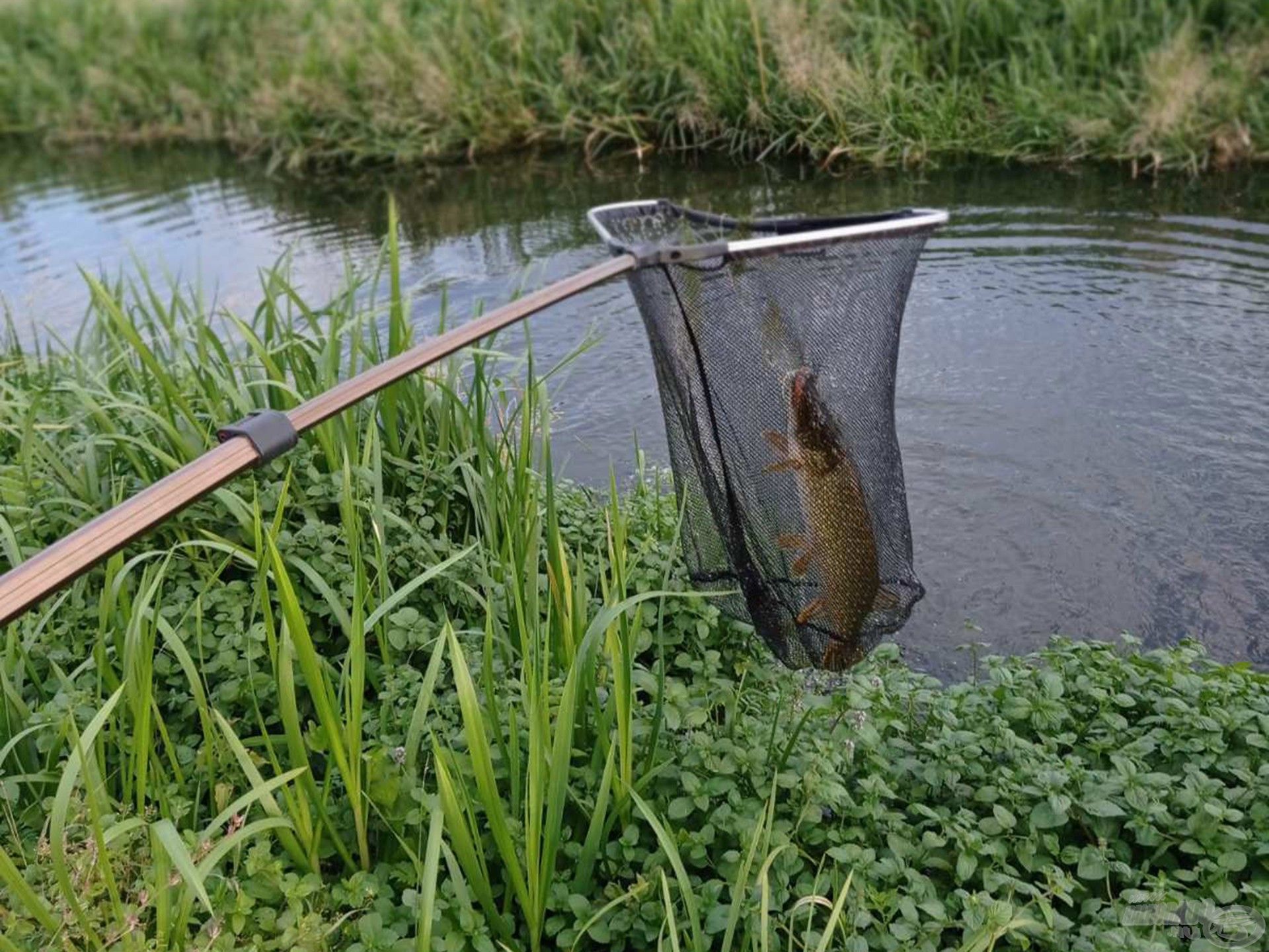 Nem rángattam át a gazon. Jobbnak láttam szépen átemelni a növények felett