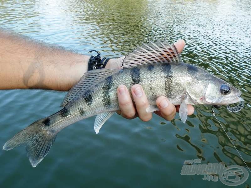 Ilyen csodás meglepetésekkel vár rám a Tisza