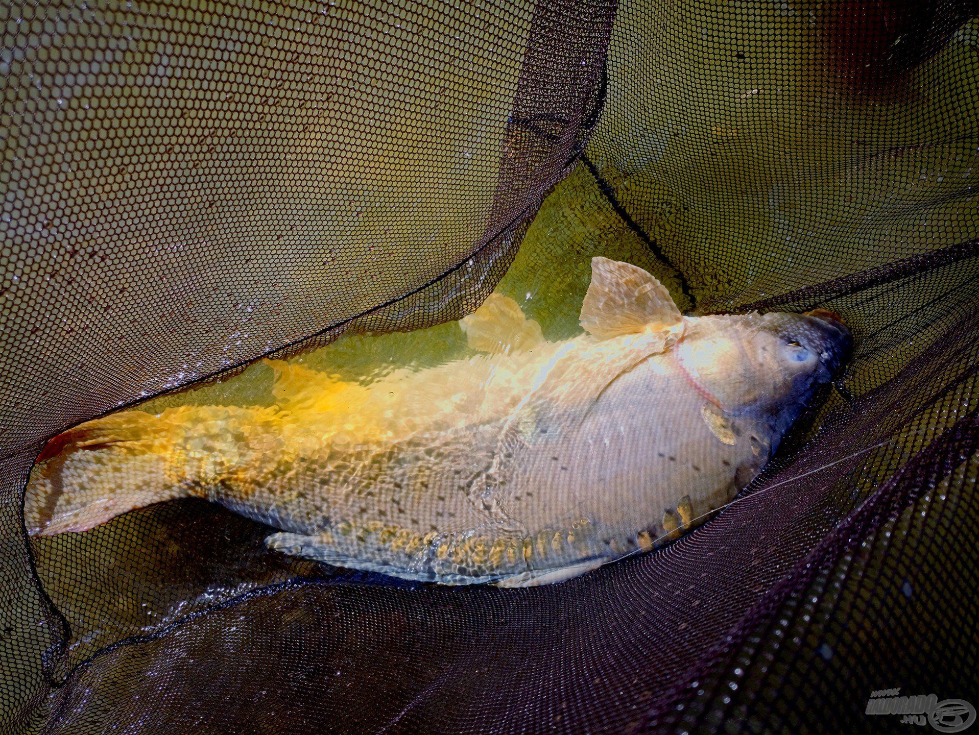 Erre a halra vártam egész nap! Tudtam, hogy jócskán 15 kg feletti lesz!