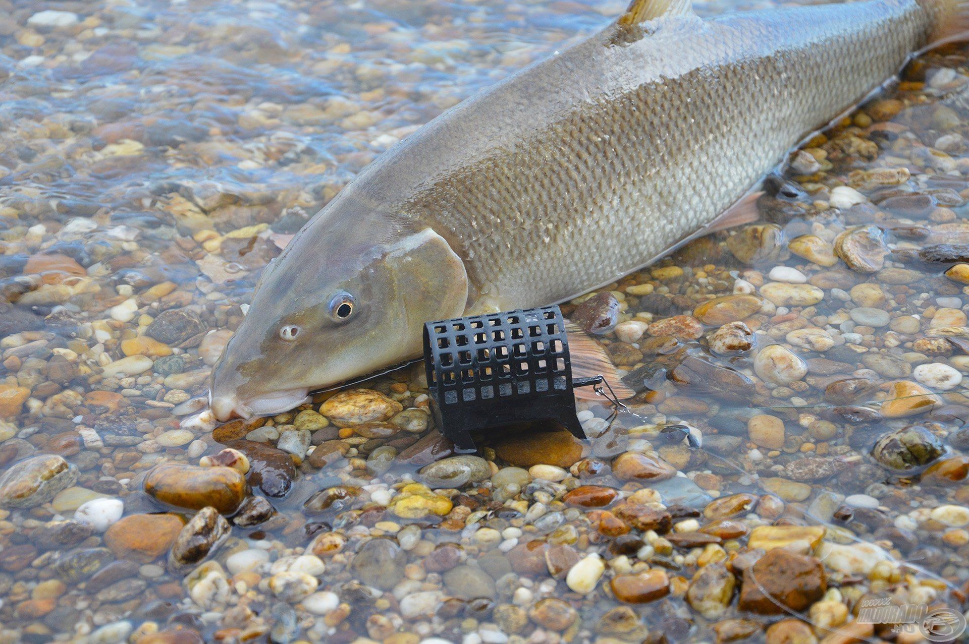 A Big River Feeder kosár karmai mindenben megkapaszkodnak