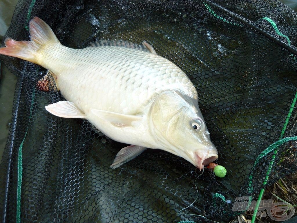 A „fűszeres-halas hibrid” ponty