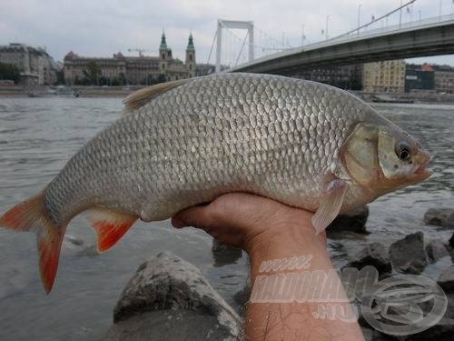 40 cm-es, augusztus végi kövér jász az Ördög-ároknál