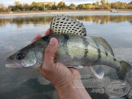 A 33 cm-es „bandanagy” kősüllő